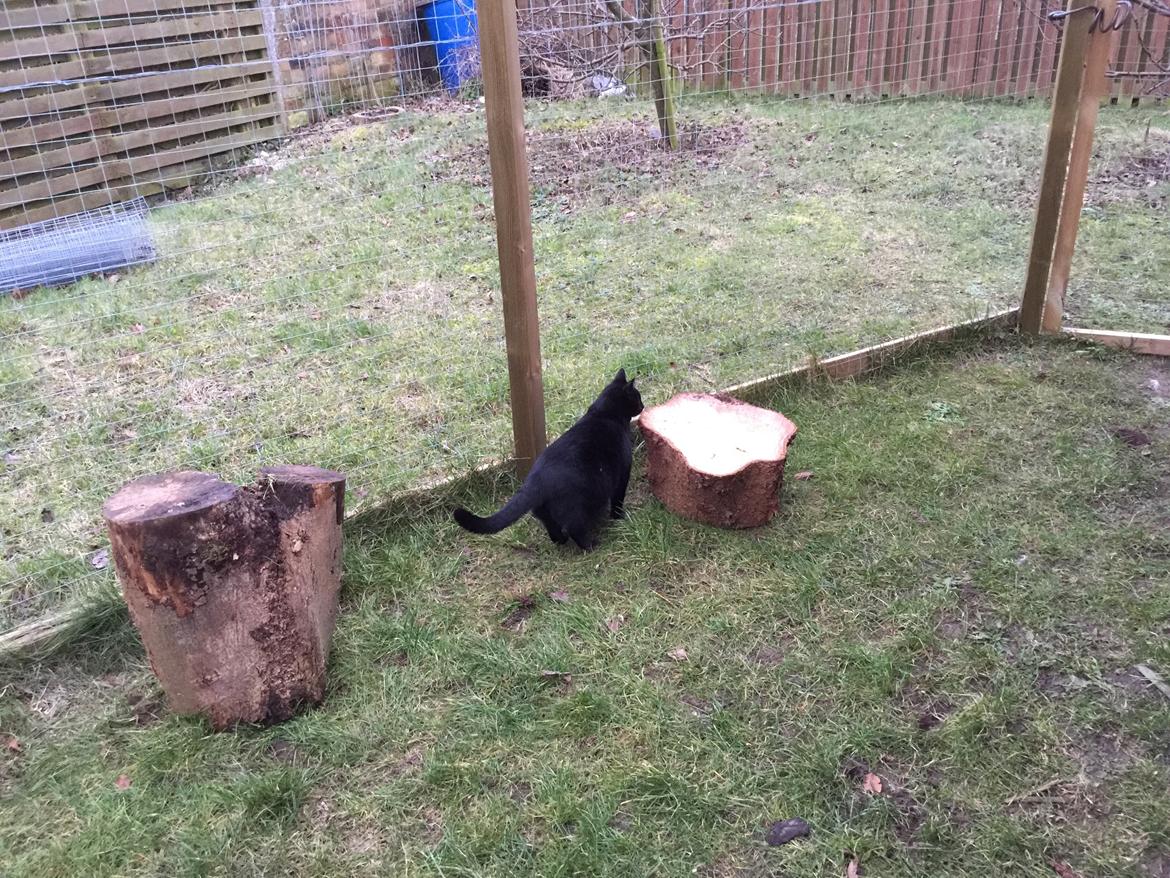 Huskat Mickey billede 14