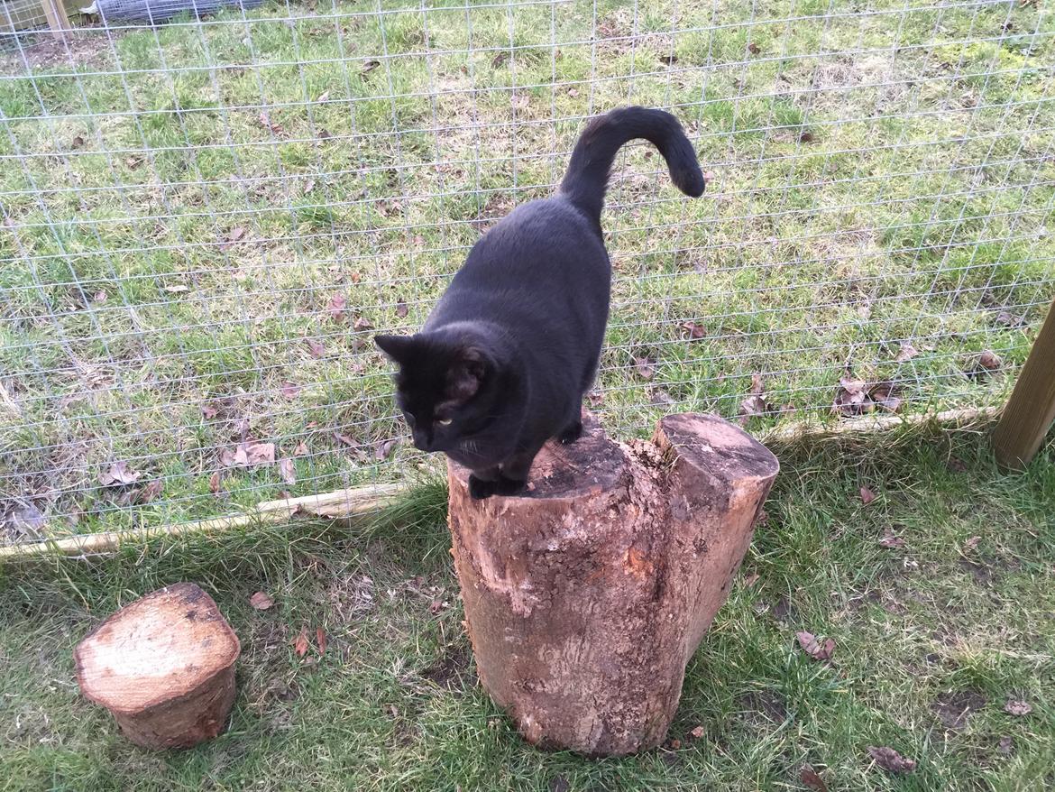 Huskat Mickey billede 16