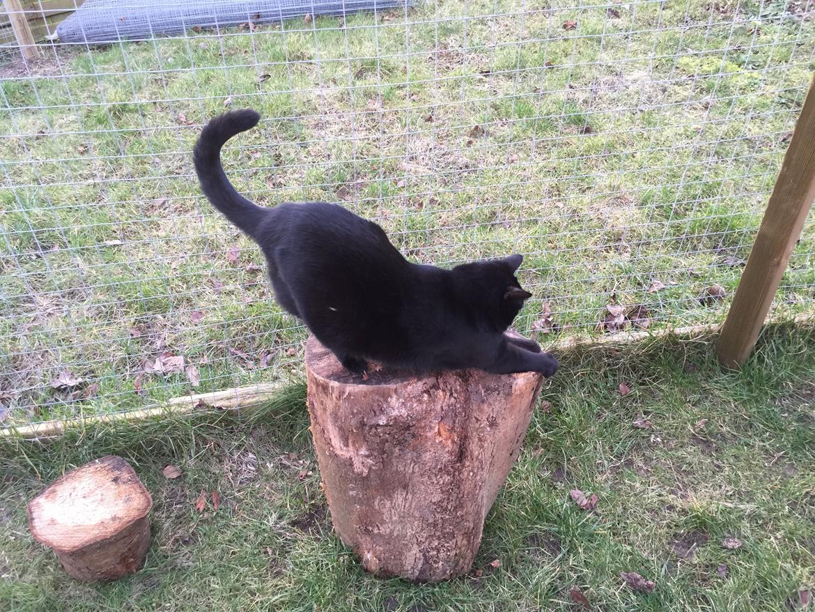 Huskat Mickey billede 17