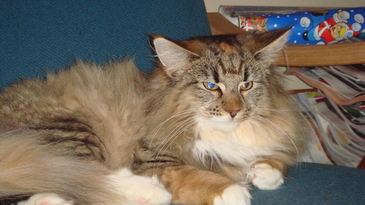 Norsk Skovkat Isabell  billede 10