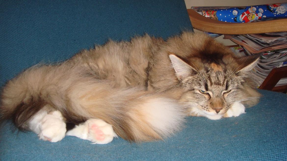 Norsk Skovkat Isabell  billede 12