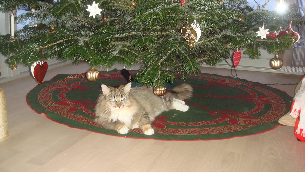 Norsk Skovkat Isabell  billede 13