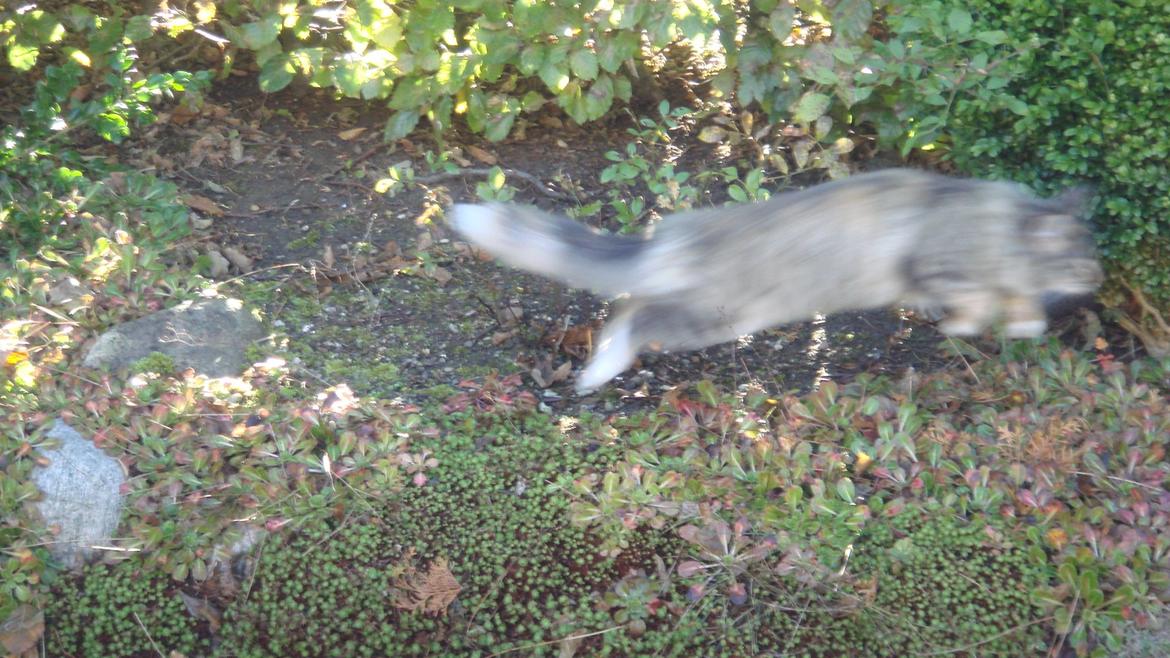 Norsk Skovkat Isabell  - Der var en guldsmed:D billede 22