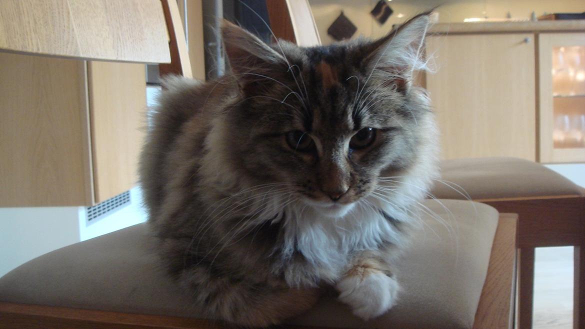 Norsk Skovkat Isabell  billede 25