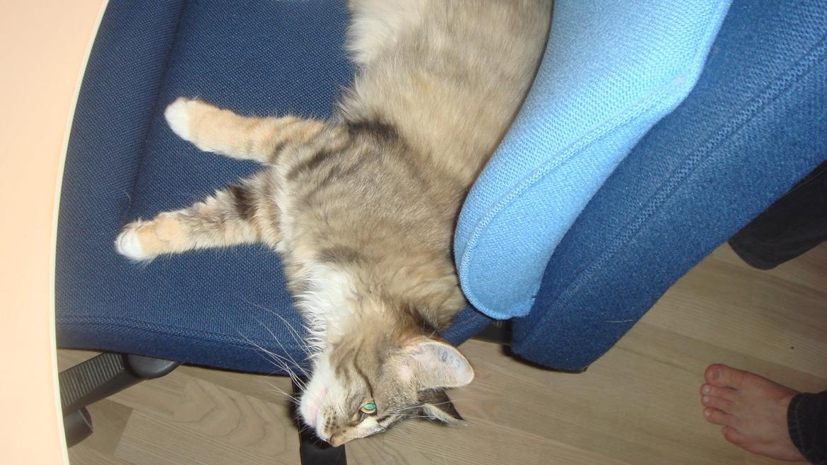 Norsk Skovkat Isabell  billede 26