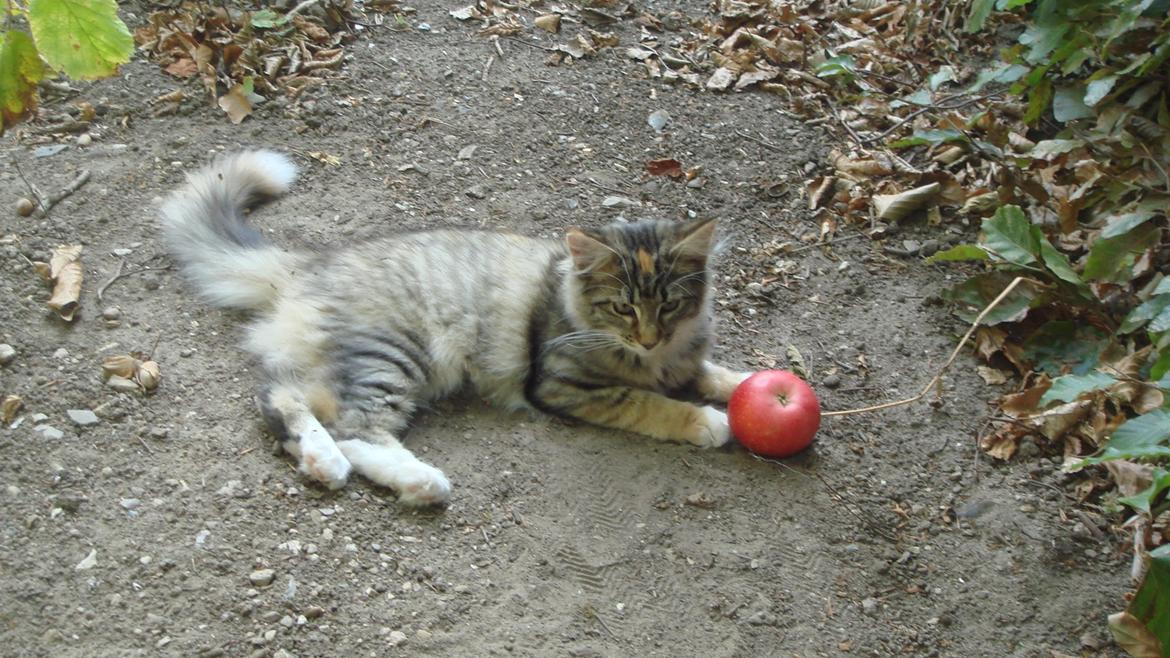 Norsk Skovkat Isabell  billede 30