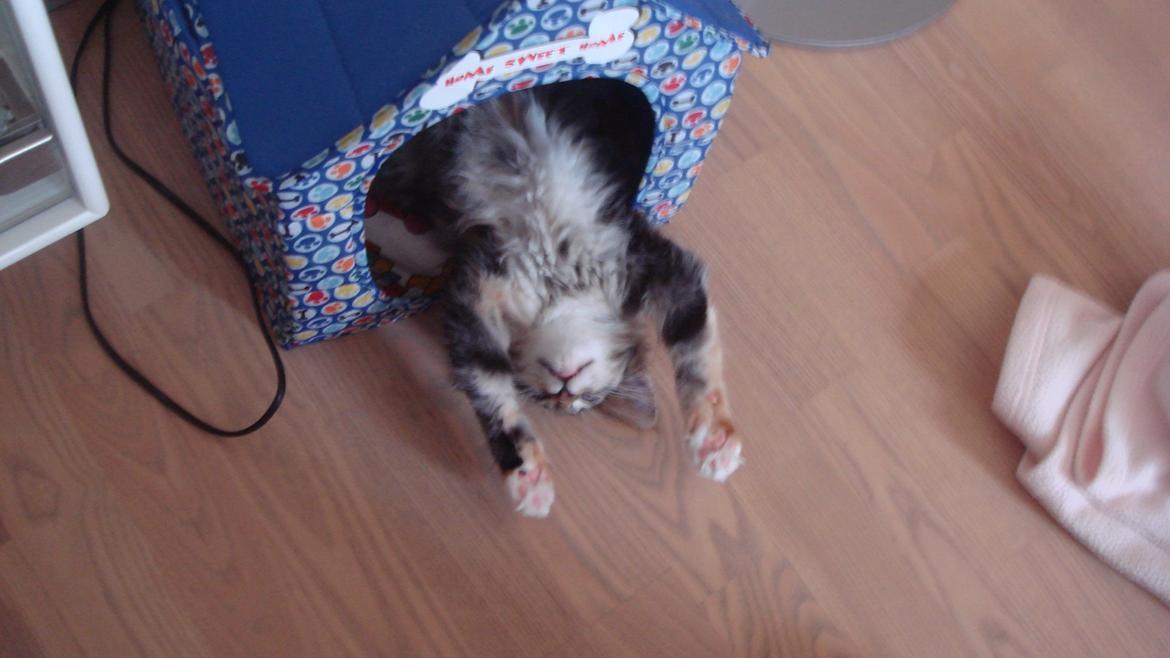 Norsk Skovkat Isabell  billede 33