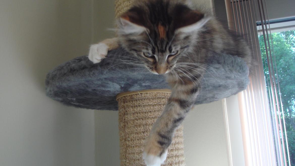 Norsk Skovkat Isabell  billede 36