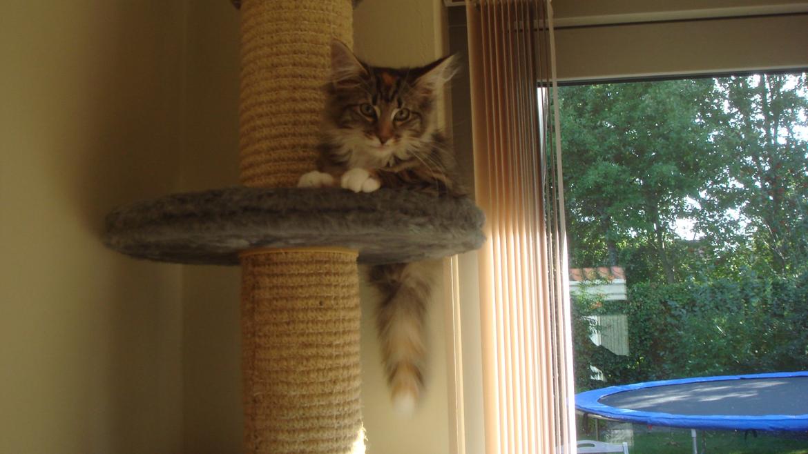 Norsk Skovkat Isabell  billede 37