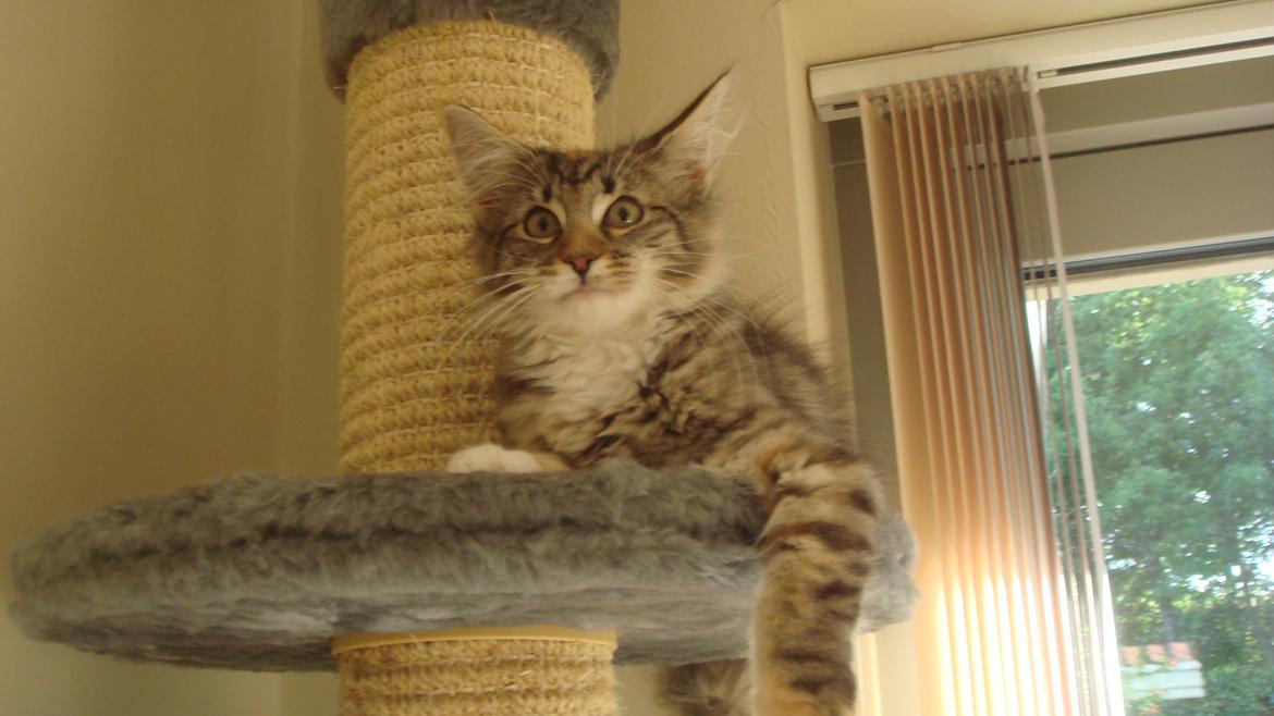 Norsk Skovkat Isabell  billede 38