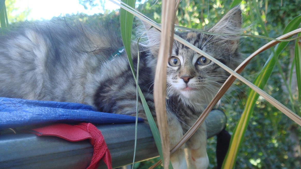 Norsk Skovkat Isabell  - Tak fordi i så med! billede 41