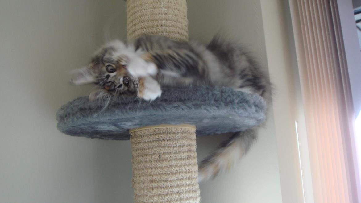 Norsk Skovkat Isabell  billede 39