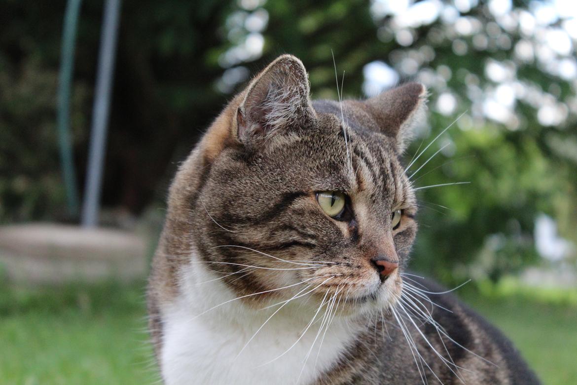 Huskat Frederik (himmelkat) billede 15