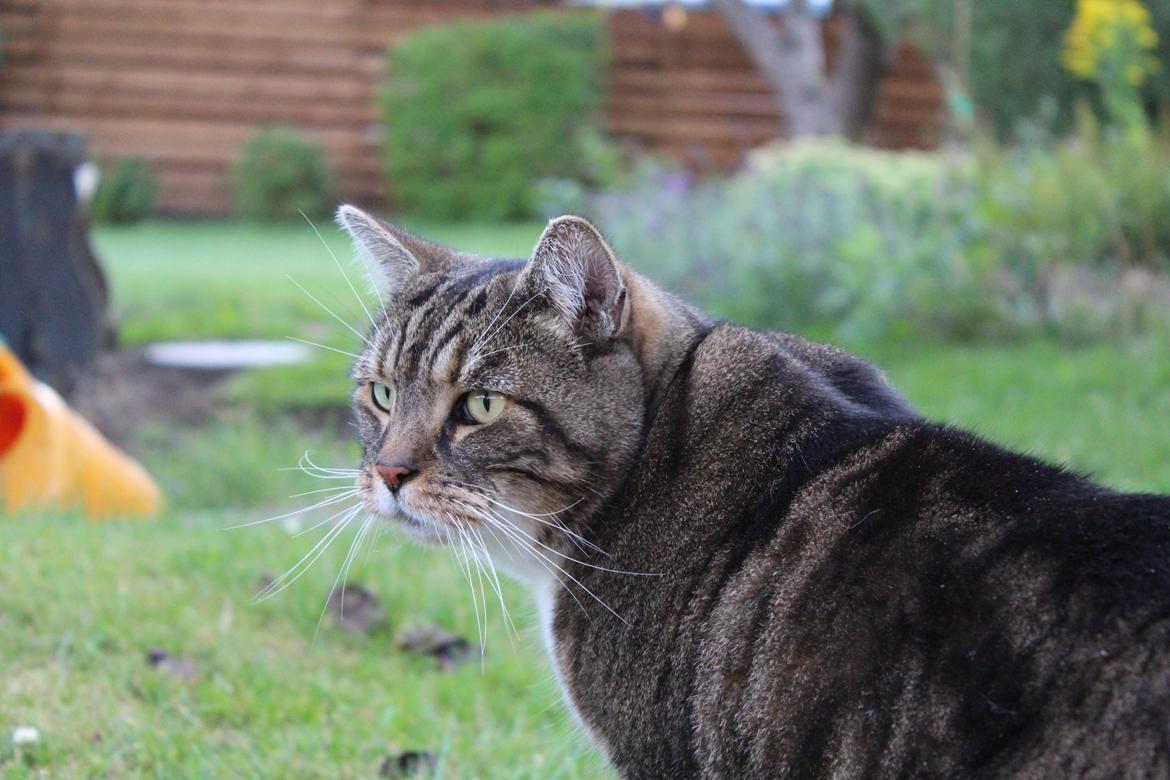 Huskat Frederik (himmelkat) billede 13