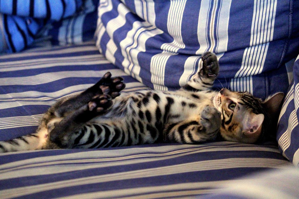 Bengal Kungsgarden Vladimir billede 23