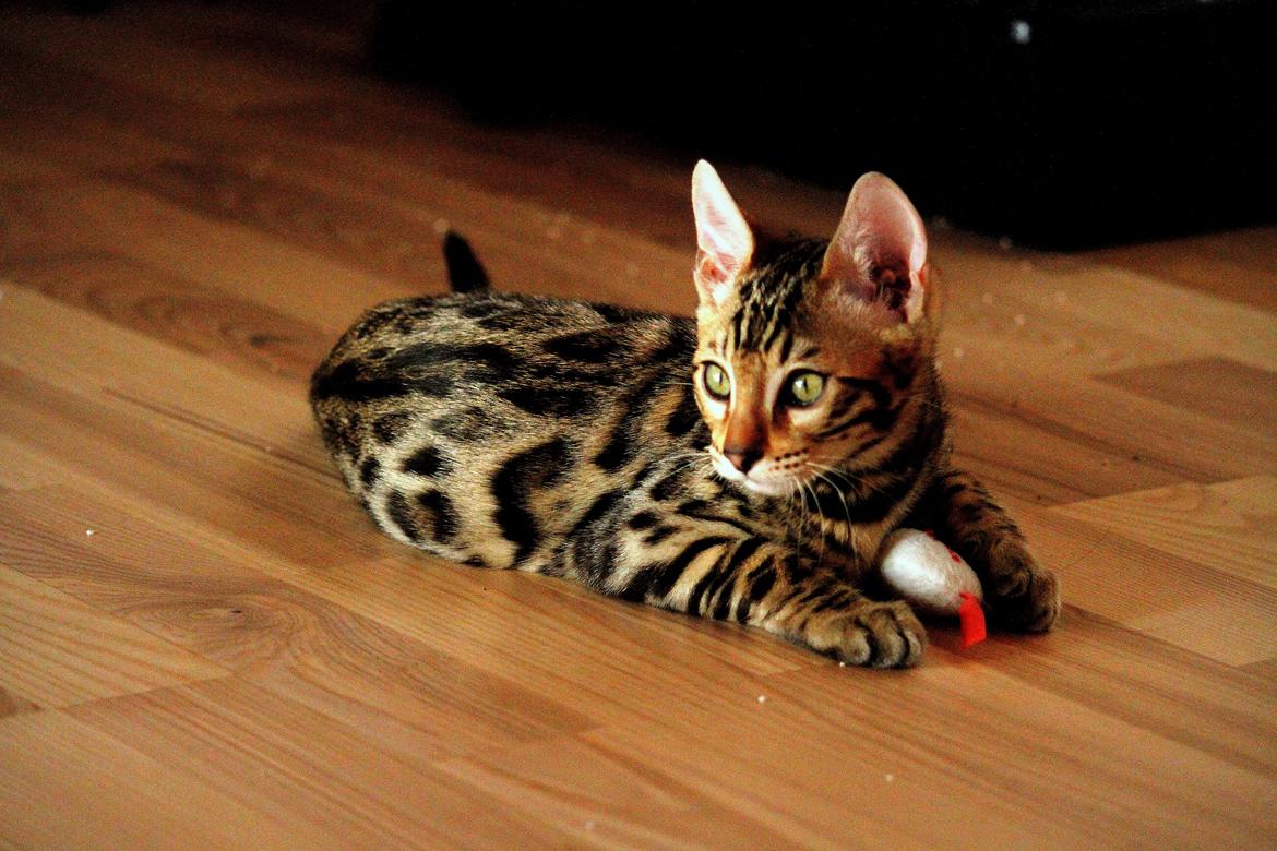Bengal Kungsgarden Vladimir billede 18