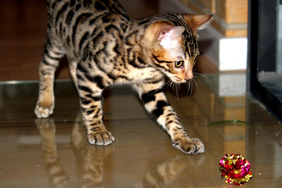 Bengal Kungsgarden Vladimir billede 21