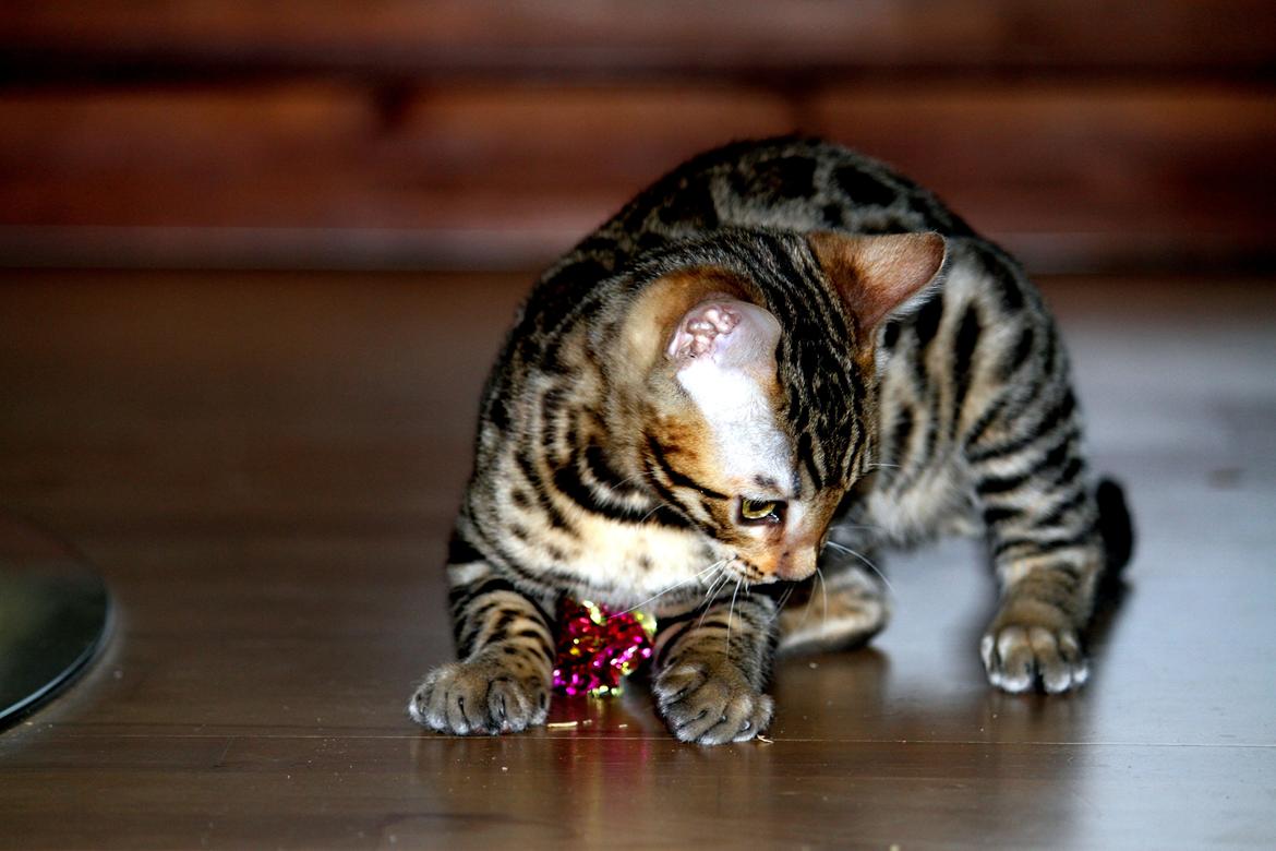 Bengal Kungsgarden Vladimir billede 19