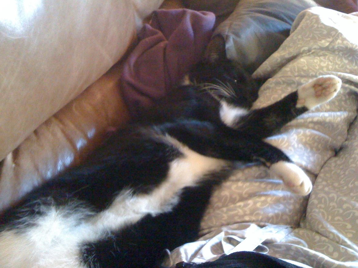 Huskat Bumle billede 1