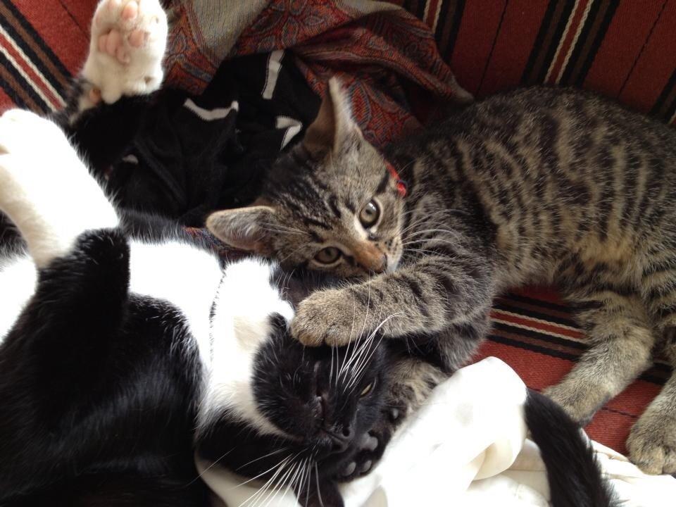 Huskat Bumle billede 3