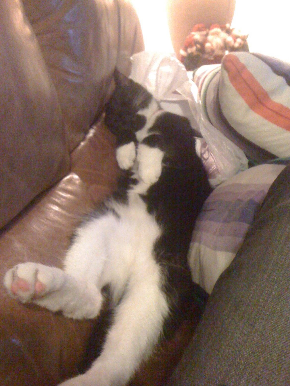 Huskat Bumle billede 2