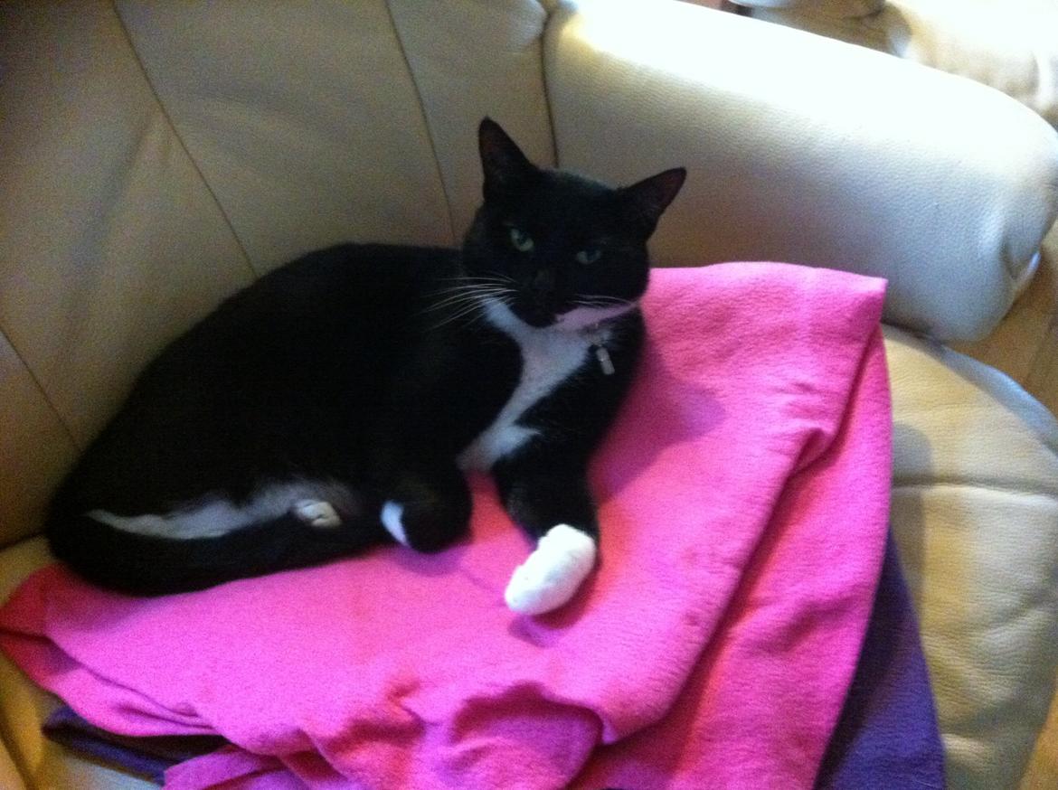 Huskat Bumle billede 5