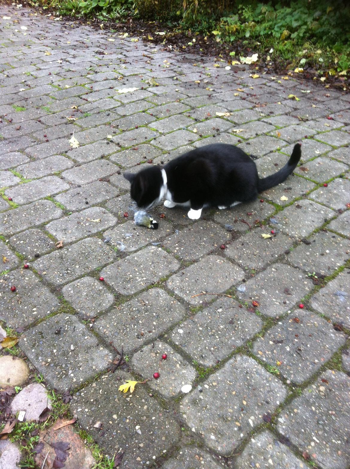 Huskat Bumle billede 4