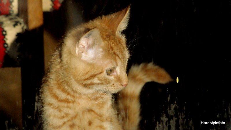 Huskat Mylle billede 16