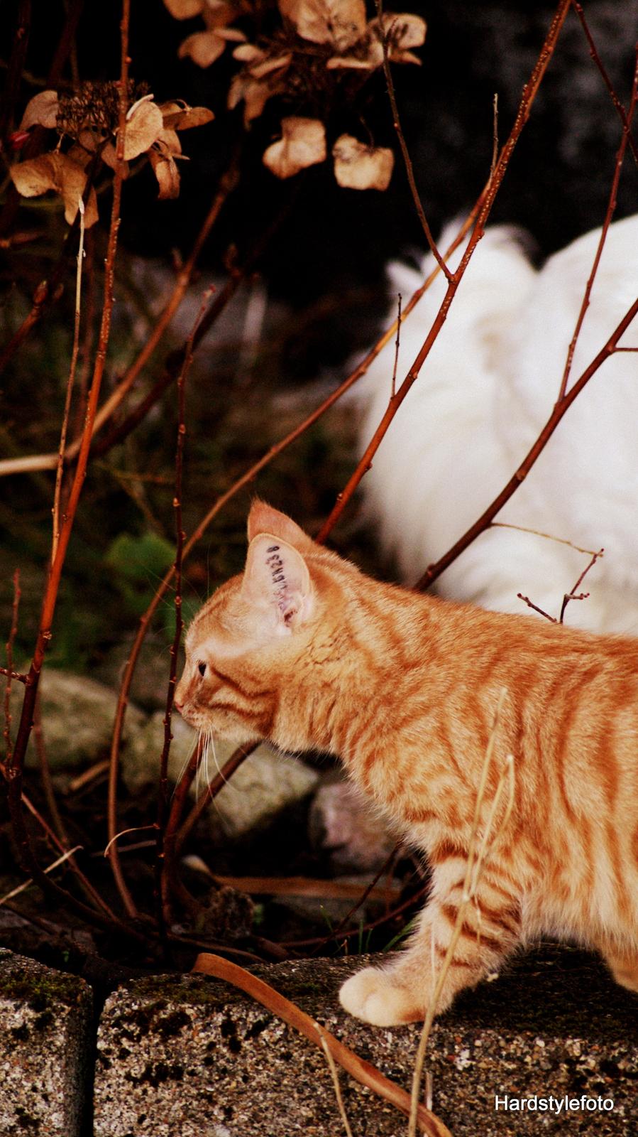 Huskat Mylle billede 18