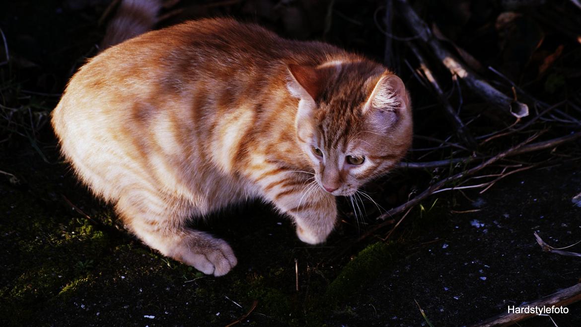 Huskat Mylle billede 17