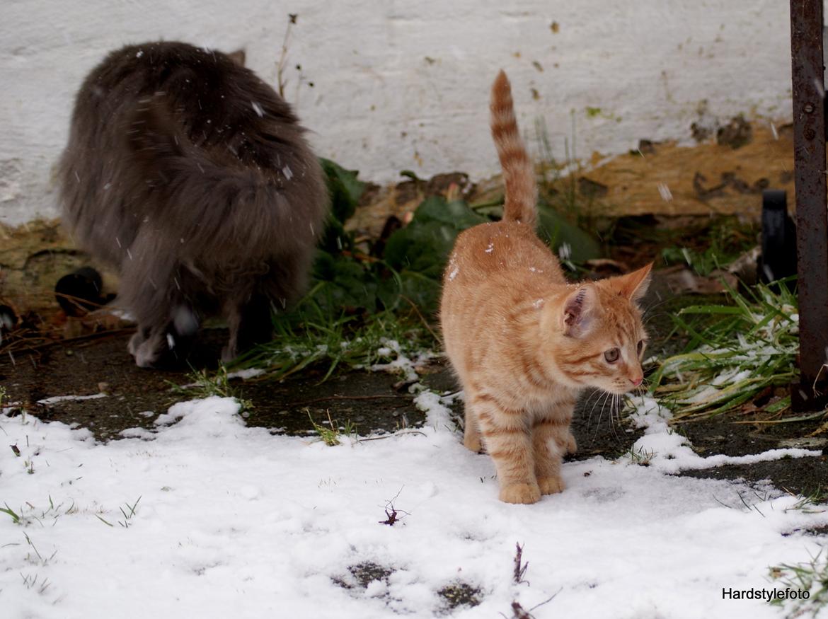 Huskat Mylle billede 20