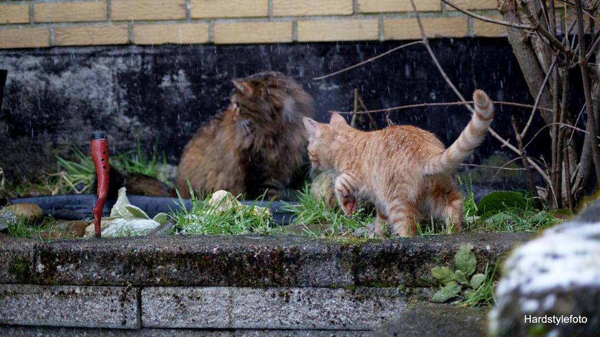 Huskat Mylle billede 21