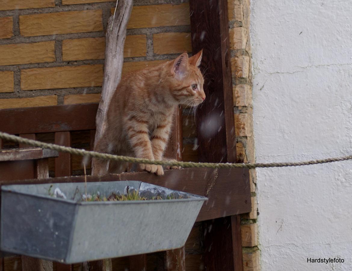 Huskat Mylle billede 22