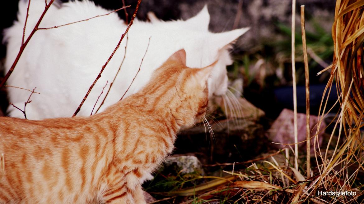 Huskat Mylle billede 19