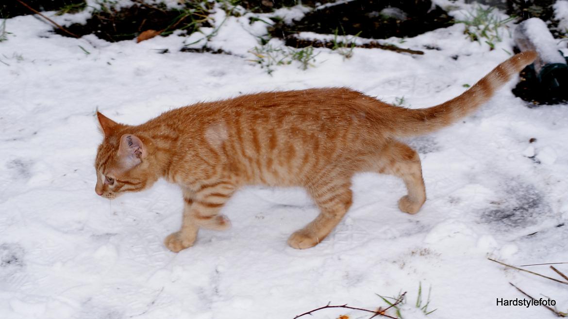 Huskat Mylle billede 24