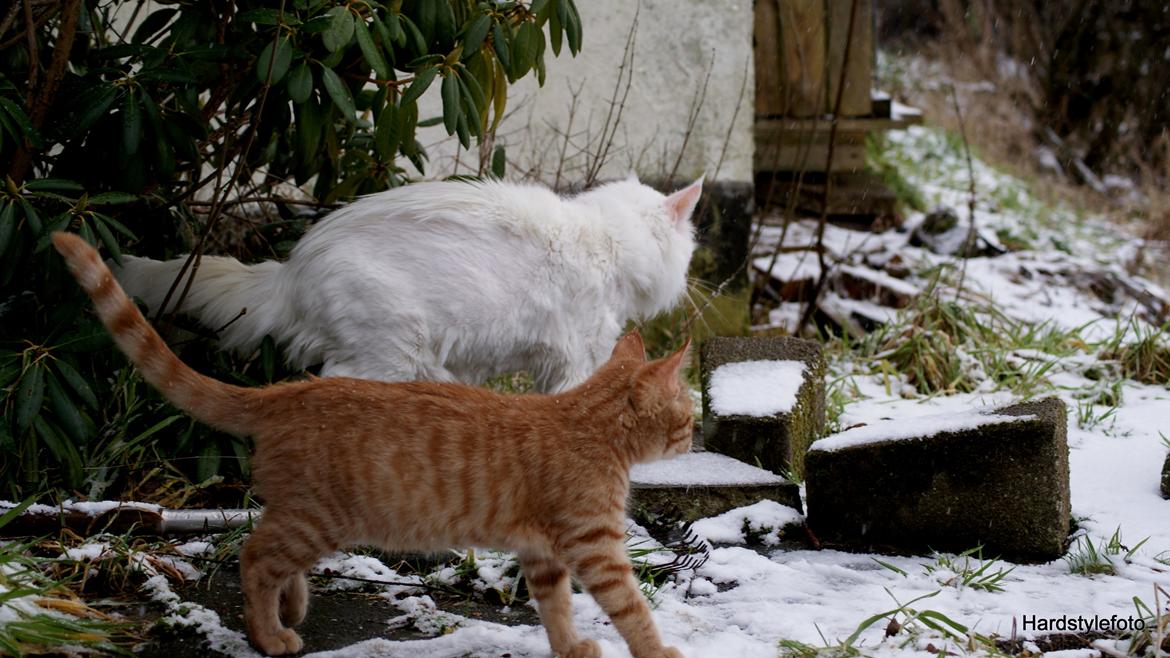 Huskat Mylle billede 25