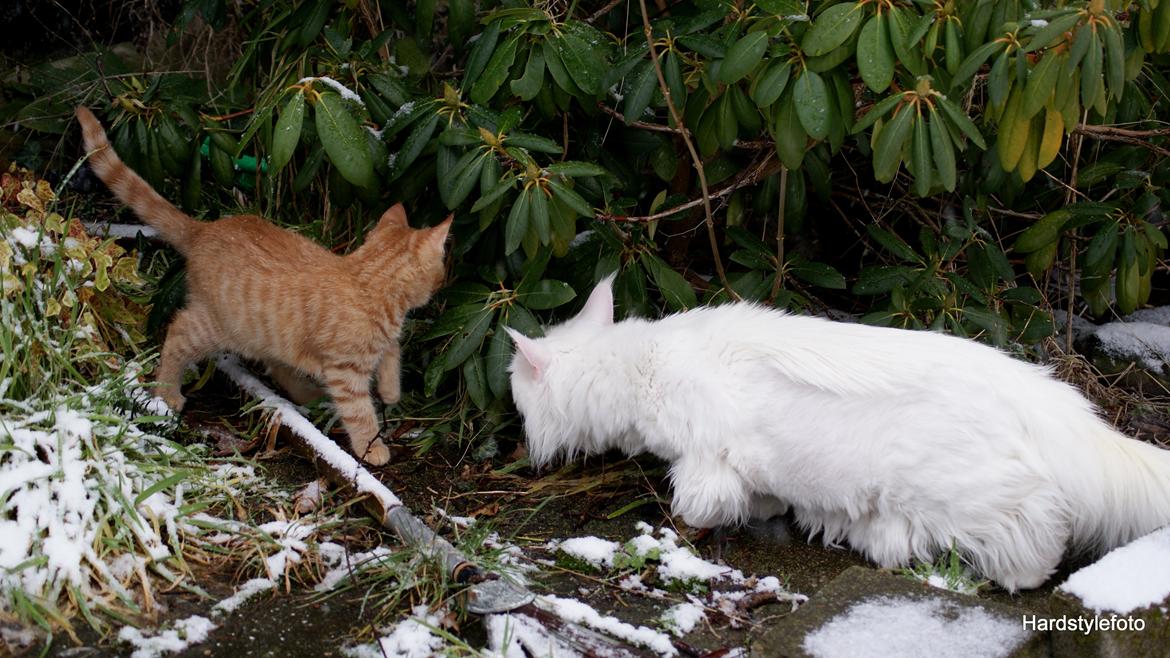 Huskat Mylle billede 23