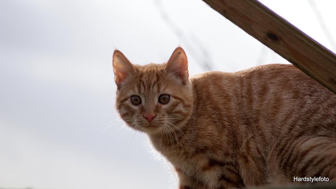 Huskat Mylle billede 26