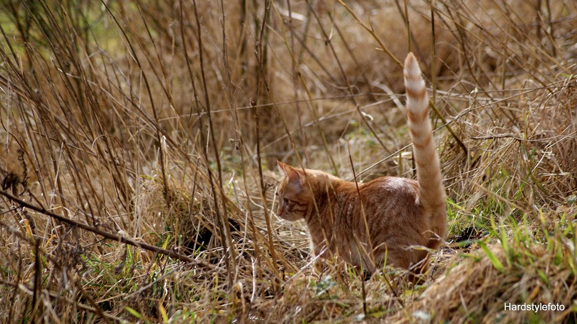 Huskat Mylle billede 28