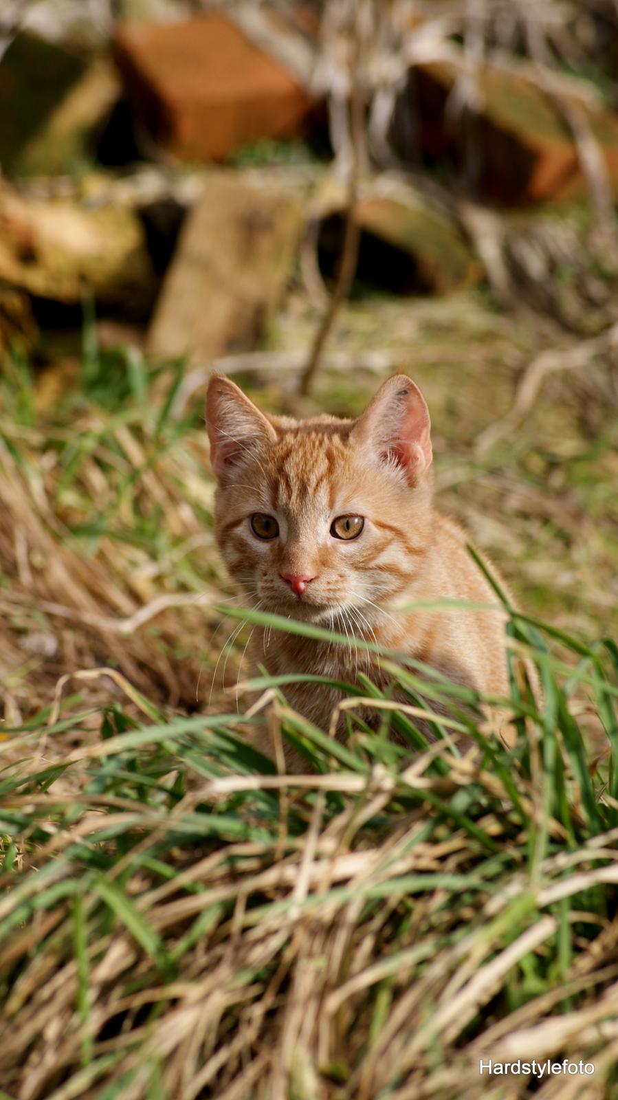 Huskat Mylle billede 29