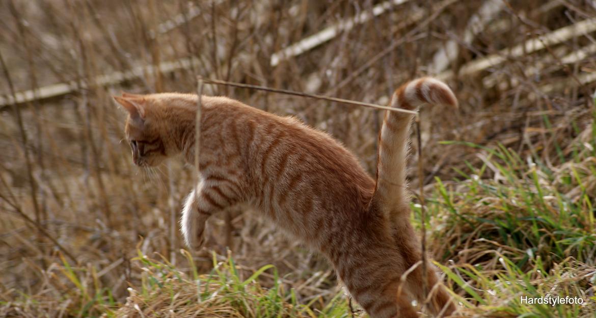 Huskat Mylle billede 27