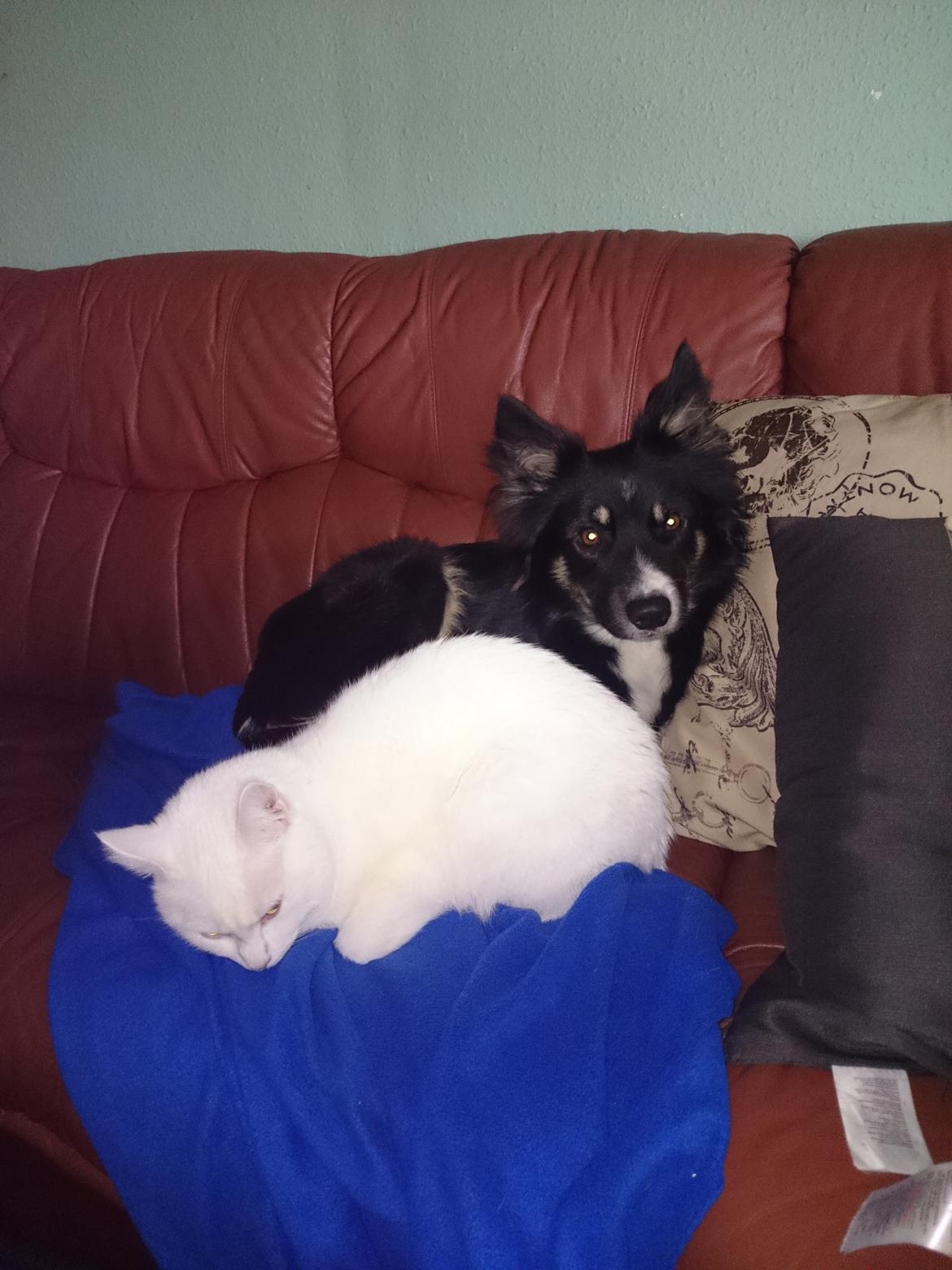 Blanding af racer Max billede 41