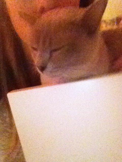 Burmeser Eliot (lilleren) billede 2
