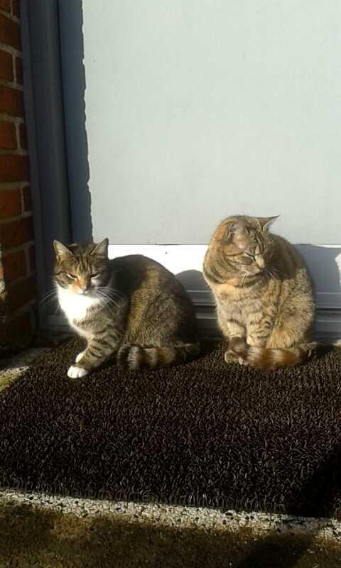 Huskat pus (mit et og alt) <3 - Sammen med Sille de nyder solen  billede 44