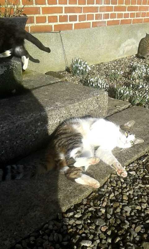 Huskat bølle billede 48