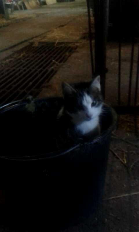 Huskat bølle billede 49