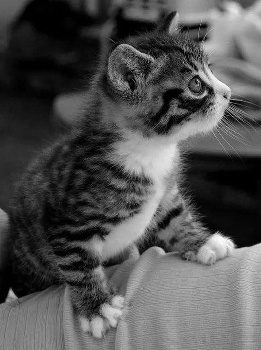 Huskat Derpy billede 3