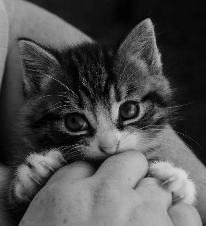 Huskat Derpy billede 4