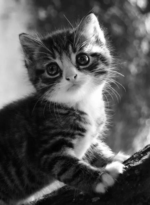 Huskat Derpy billede 1