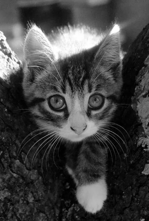 Huskat Derpy billede 5